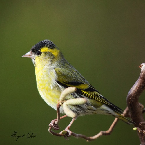 3 Siskin Male.jpg